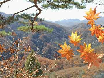 王中王四肖選一碼燈彩，探索關(guān)鍵詞背后的奧秘，王中王四肖選一碼燈彩，揭秘關(guān)鍵詞背后的秘密